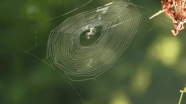 蜘蛛网GIF图片素材免费下载