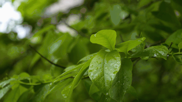 雨天绿色植物叶子GIF图片素材免费下载
