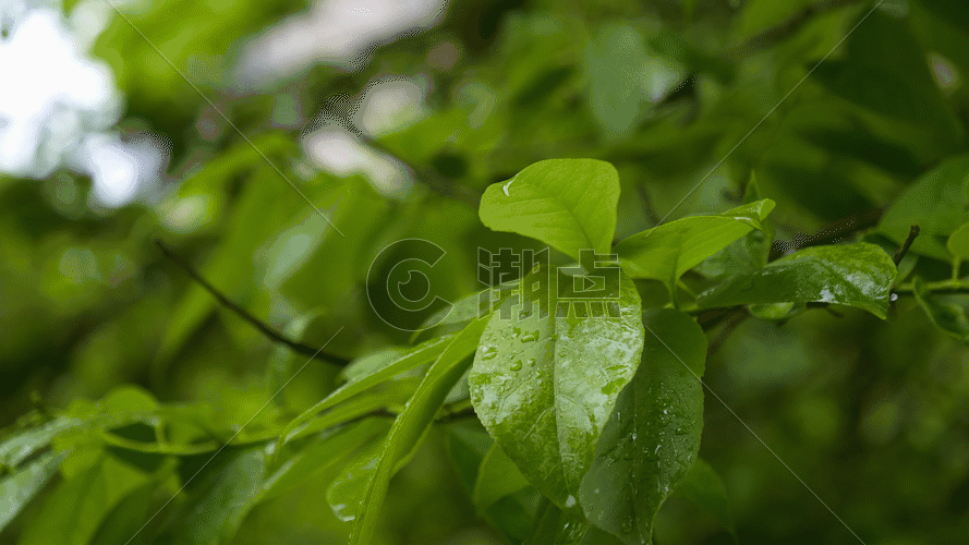 雨天绿色植物叶子GIF图片素材免费下载