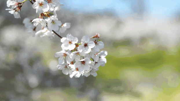 樱花实景拍摄GIF图片素材免费下载