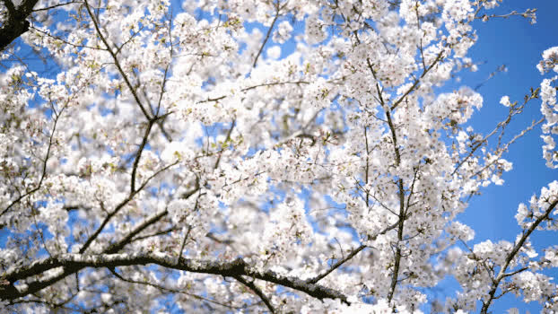 樱花树GIF图片素材免费下载