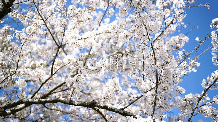 樱花树 GIF图片素材免费下载