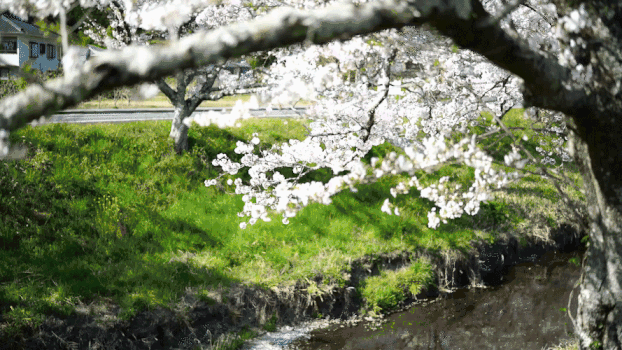 樱花拍摄GIF图片素材免费下载