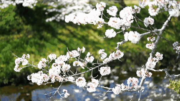 樱花风景GIF图片素材免费下载