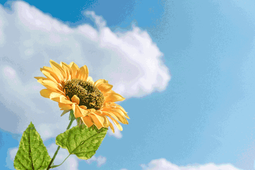 阳光下的向日葵gif动图图片素材免费下载