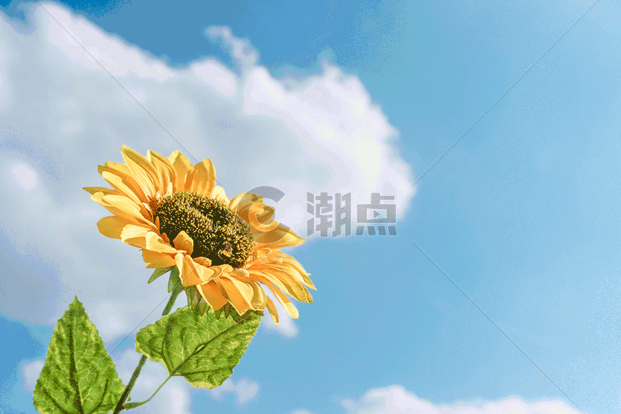 阳光下的向日葵gif动图图片素材免费下载
