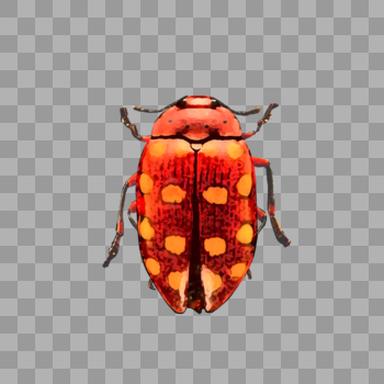 红色甲虫图片素材免费下载