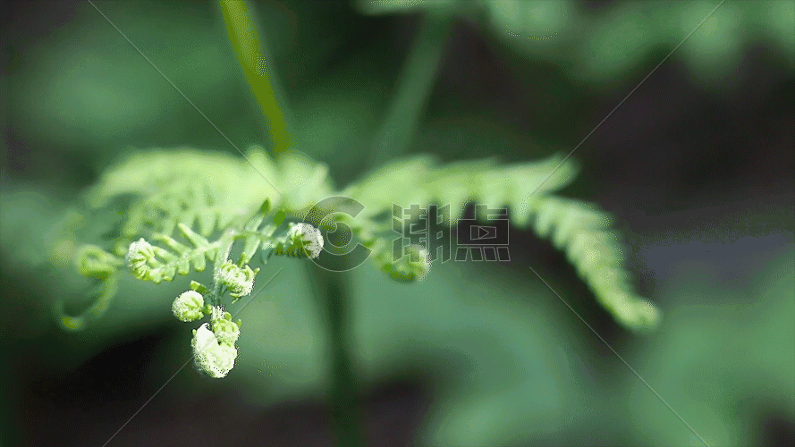 绿色植物GIF图片素材免费下载