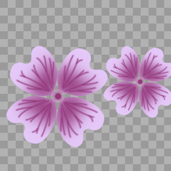 漂亮的花朵锦葵花朵图片素材免费下载