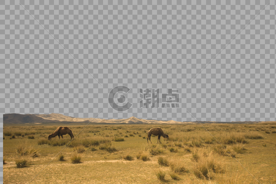 沙漠骆驼图片素材免费下载