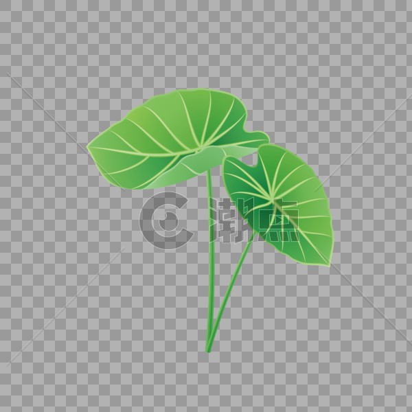绿叶夏季植物芋头叶子图片素材免费下载