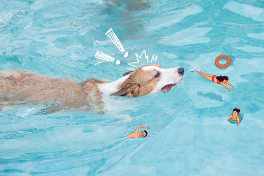 夏天和小狗在游泳池玩耍图片素材免费下载