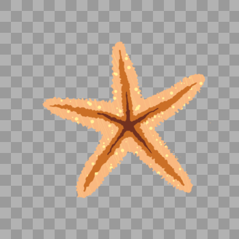橙色海星图片素材免费下载