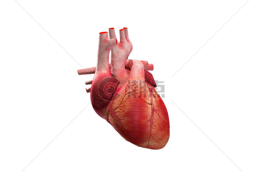 人体心脏场景图片素材免费下载