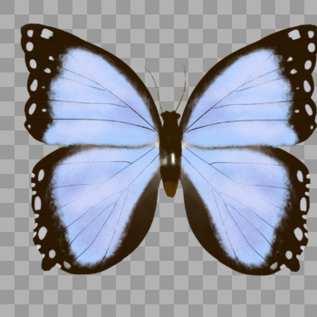 蓝色蝴蝶图片素材免费下载
