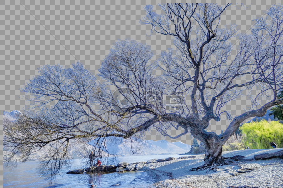 皇后镇瓦卡蒂普湖畔的大树图片素材免费下载