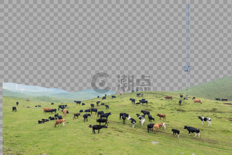 贵州乌蒙大草原遍地的牛羊图片素材免费下载