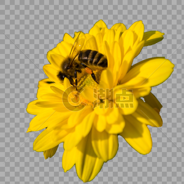 昆虫蜜蜂和小黄菊花图片素材免费下载