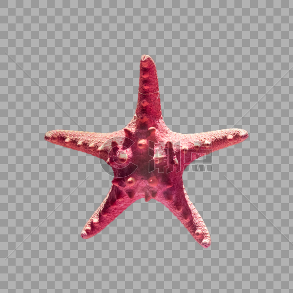 粉色海星图片素材免费下载