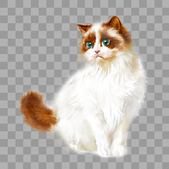 白色布偶猫猫咪宠物手绘可爱元素图片素材免费下载