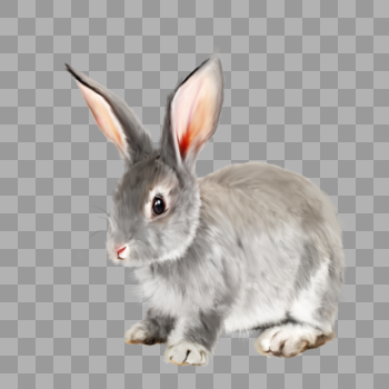 灰兔兔子动物宠物可爱手绘元素图片素材免费下载