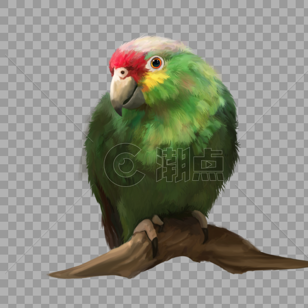 鹦鹉绿色虎皮鹦鹉鸟动物宠物可爱手绘元素图片素材免费下载