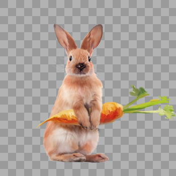兔子拿着胡萝卜图片素材免费下载