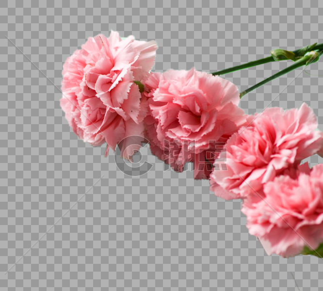 粉色的花朵图片素材免费下载
