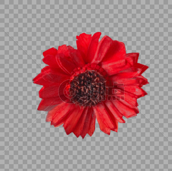 红色的花朵图片素材免费下载