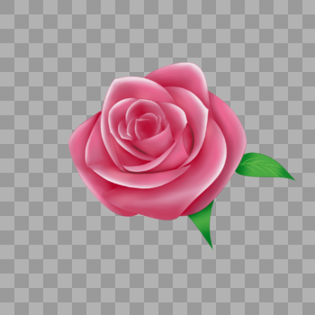 情人节单朵玫瑰图片素材免费下载