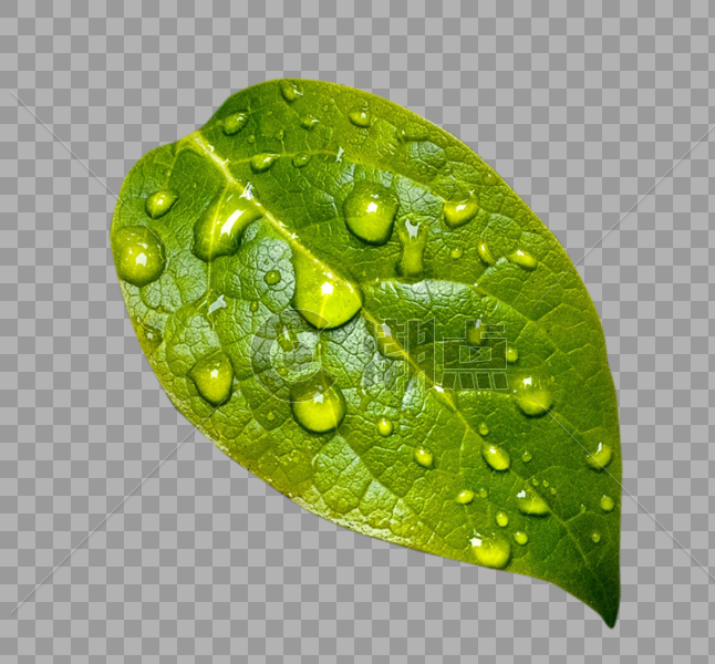 绿色植物树叶图片素材免费下载