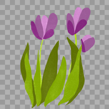 紫色郁金香花朵图片素材免费下载