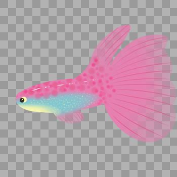 粉色热带鱼图片素材免费下载