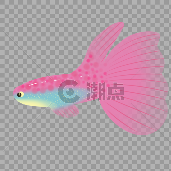 粉色热带鱼图片素材免费下载