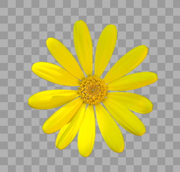 黄色的鲜花图片素材免费下载