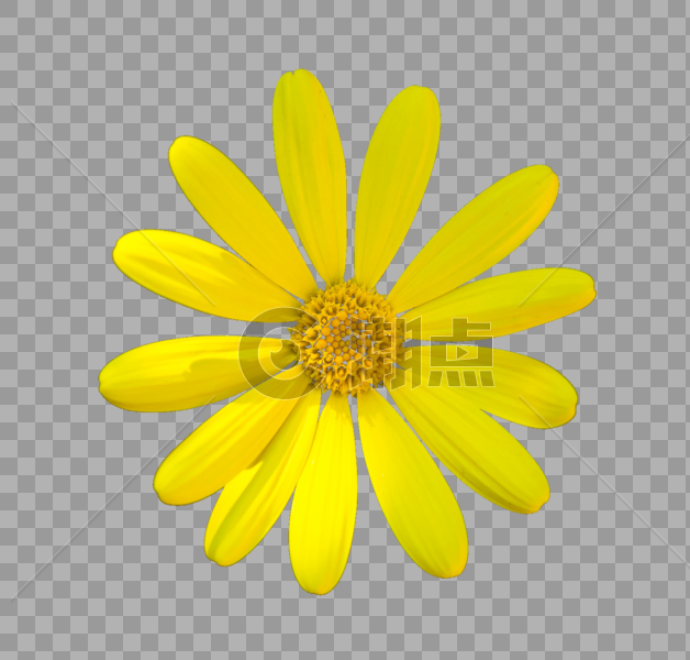黄色的鲜花图片素材免费下载