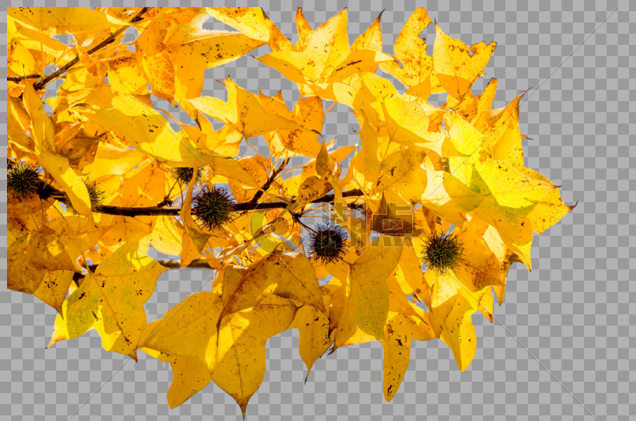 黄色的树叶图片素材免费下载