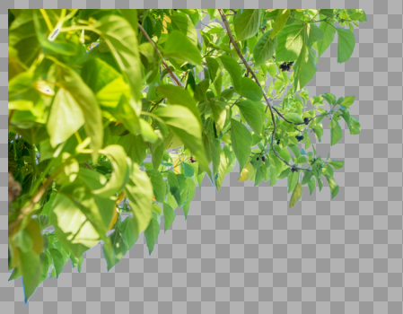 植物树叶图片素材免费下载