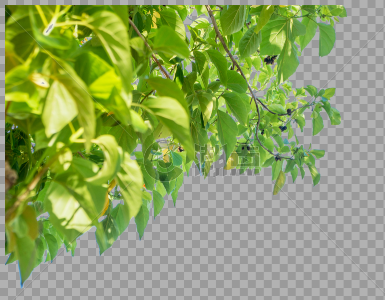植物树叶图片素材免费下载