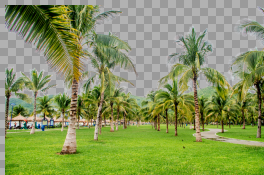 芽庄珍珠岛椰子树林图片素材免费下载