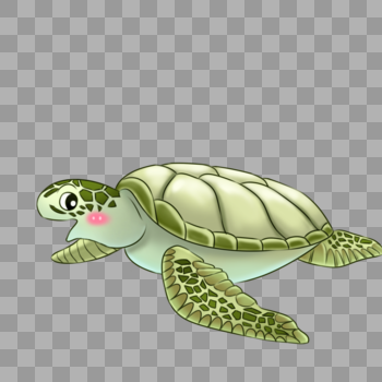 海龟图片素材免费下载