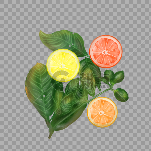 清新柠檬西柚橙子切片插画图片素材免费下载
