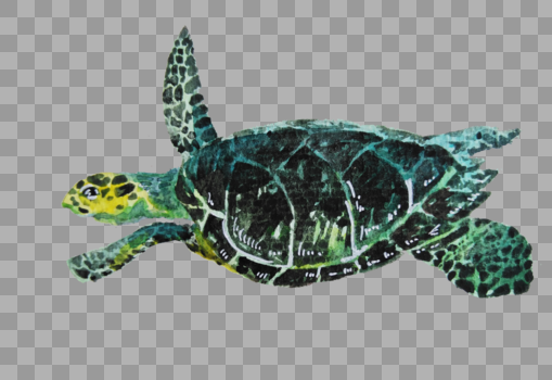 游动的海龟图片素材免费下载