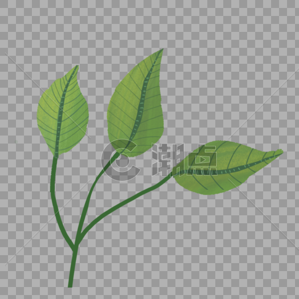 绿色叶子植物图片素材免费下载