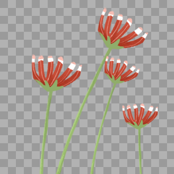夏日红色植物花卉图片素材免费下载