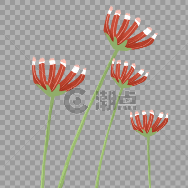 夏日红色植物花卉图片素材免费下载