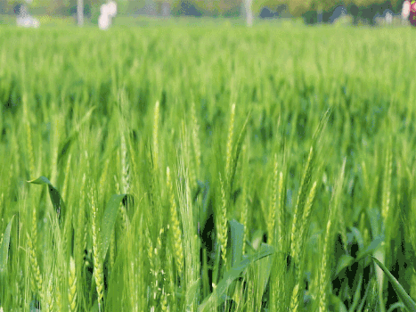 农民小麦GIF图片素材免费下载