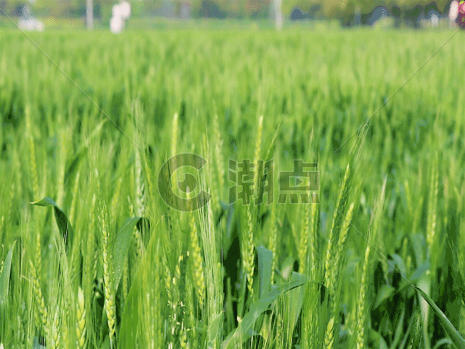 农民小麦GIF图片素材免费下载