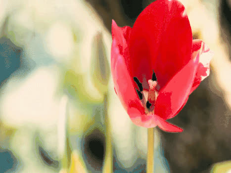 郁金香花朵GIF图片素材免费下载