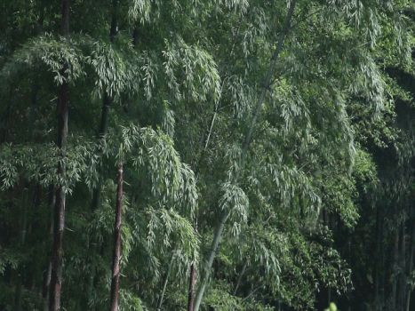 竹林江南的春天自然合集GIF图片素材免费下载